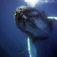 Illustration for article titled Humans Killed Nearly 3 Million Whales in the 20th Century